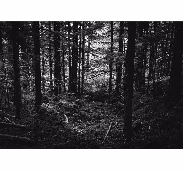 Dark forest scene fototapeta gozd - TenStickers