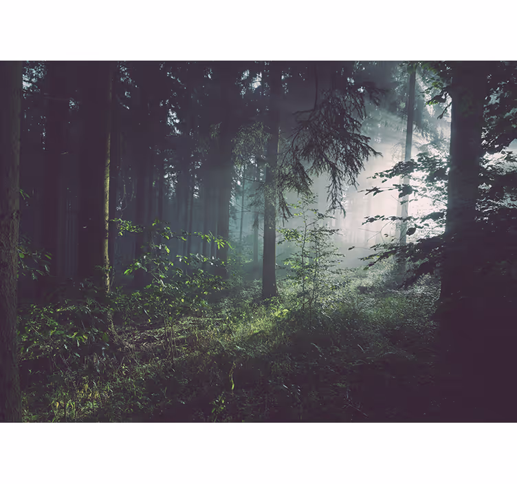Verdant woodland landscape fototapete narava - TenStickers