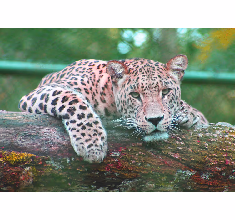 Leopard resting gracefully fototapeta z živalmi - TenStickers