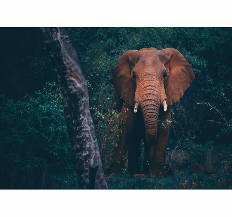 Majestic elephant presence fototapete z živalmi - TenStickers