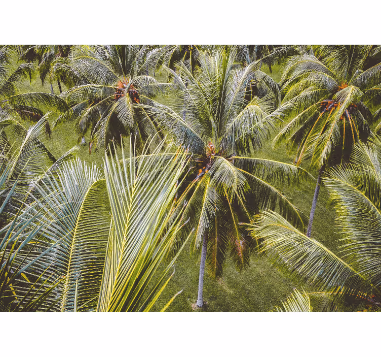 Lush palm fronds fototapete narava - TenStickers