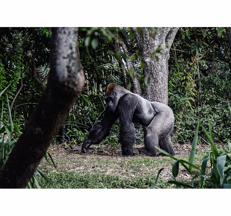 Majestic gorilla strolling fototapeta z živalmi - TenStickers