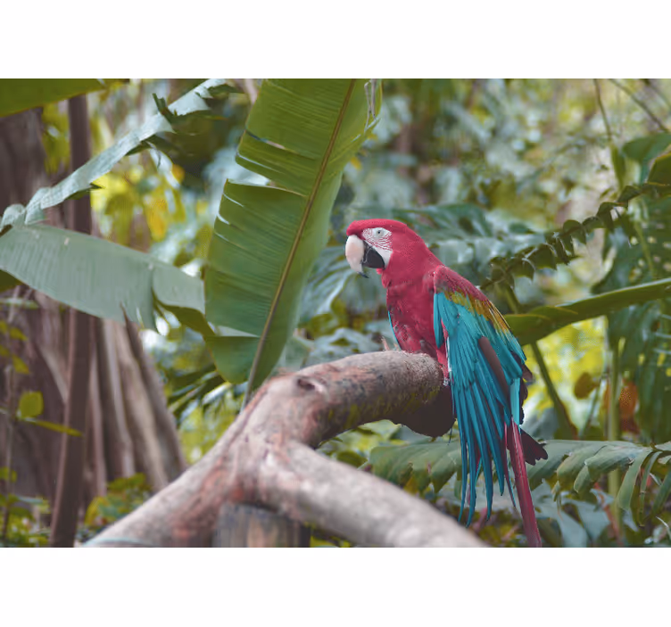 Colorful macaw parrot fototapete z drugimi živalmi - TenStickers