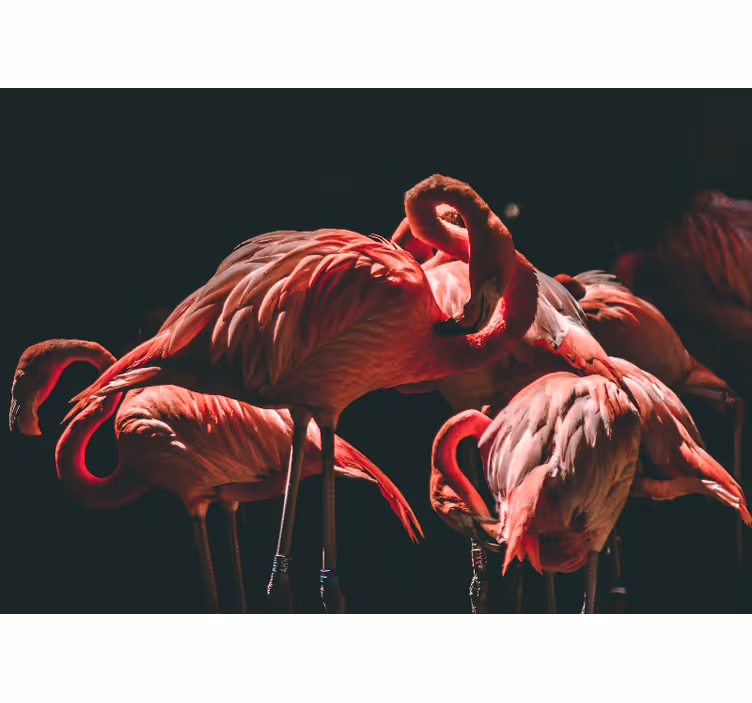 Flamingo serenity fototapete z živalmi - TenStickers