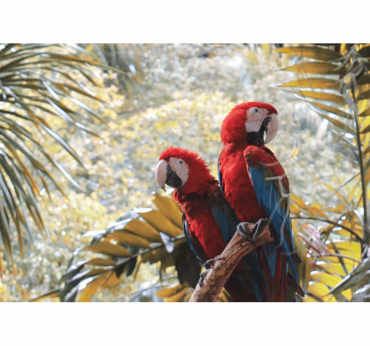 Scarlet macaw pair fototapete z živalmi - TenStickers