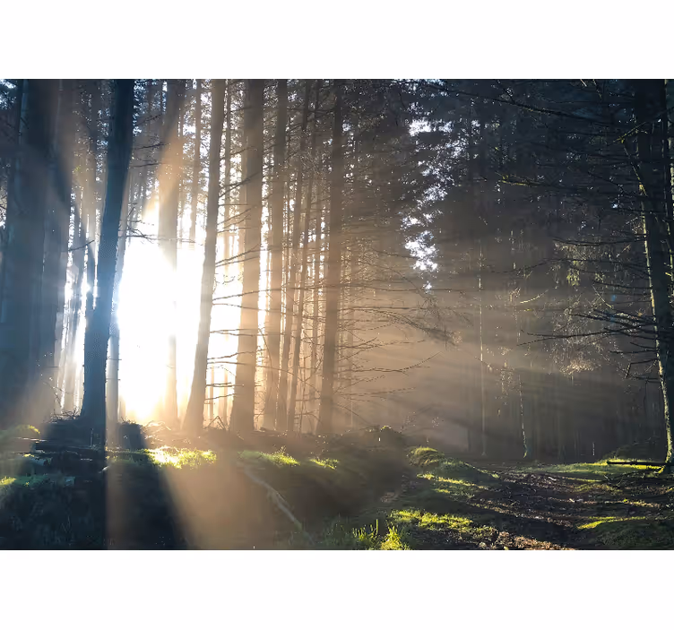 Lit forest path fototapeta gozd - TenStickers