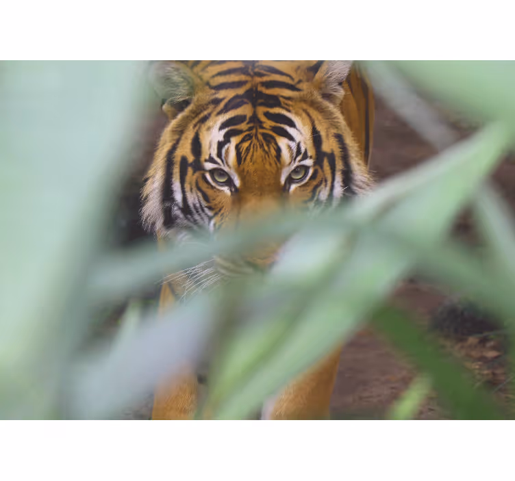 Tiger in wilderness fototapete z živalmi - TenStickers