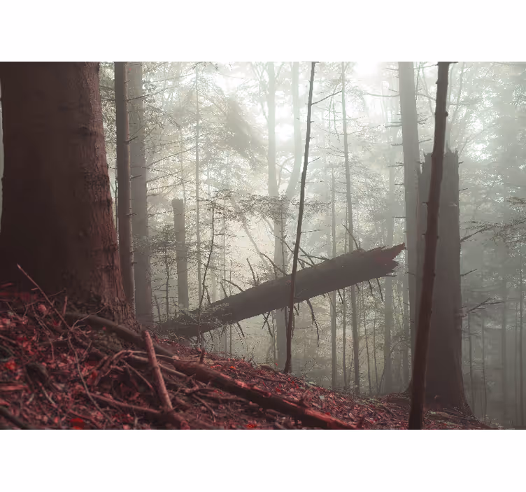 Misty woodland view fototapeta gozd - TenStickers