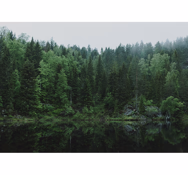 Tranquil forest reflection fototapete narava - TenStickers