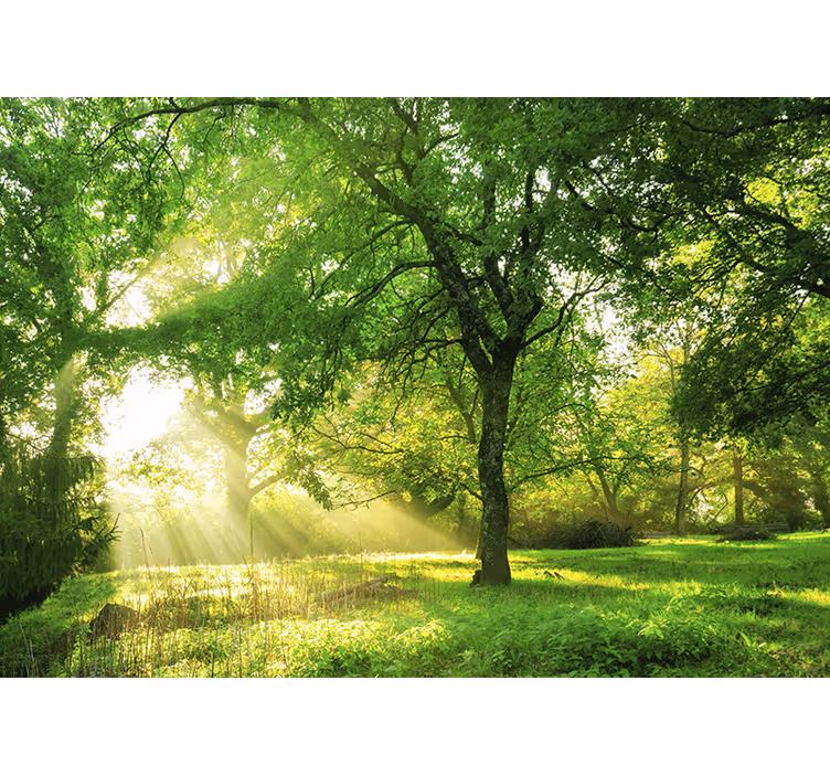 Sunlit greenery scene fototapete narava - TenStickers