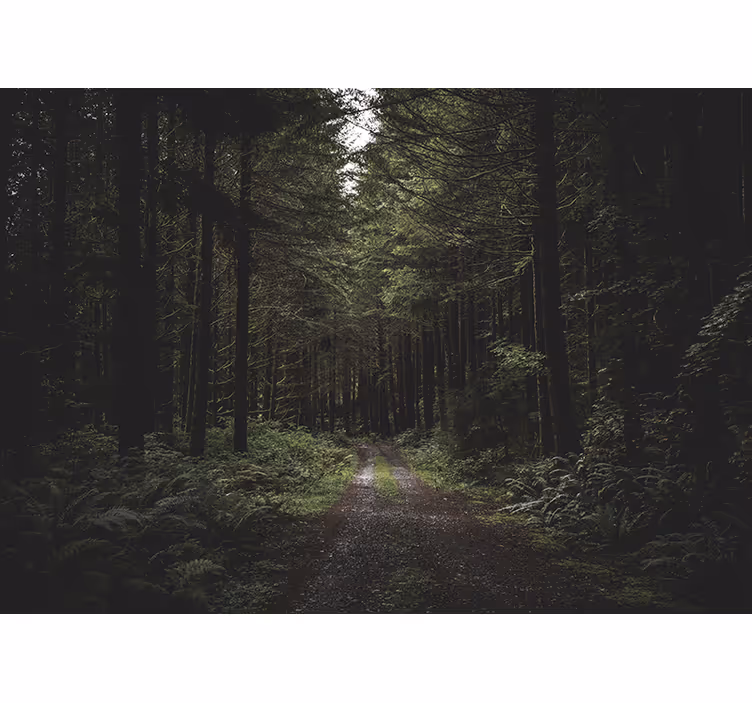 Verdant woodland trail fototapete narava - TenStickers