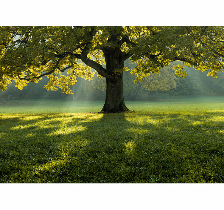 Majestic tree silhouette fototapete narava - TenStickers
