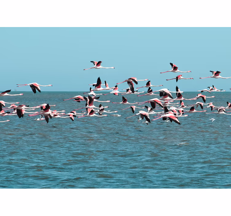 Flamingos over water fototapete z živalmi - TenStickers