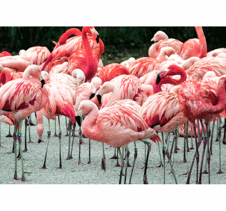 Flamingo flock fototapete z živalmi - TenStickers