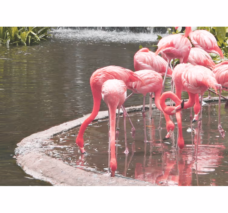 Flamingo assembly fototapete z živalmi - TenStickers