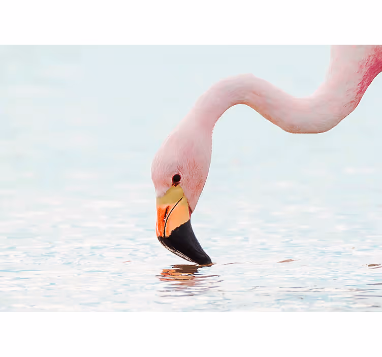 Fototapete z drugimi živalskimi motivi flamingo v vodi - TenStickers