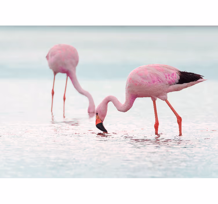 Flamingo feeding scene fototapete z živalmi - TenStickers
