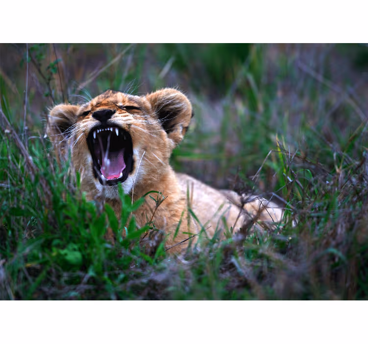 Roaring lion cub fototapeta z levom - TenStickers