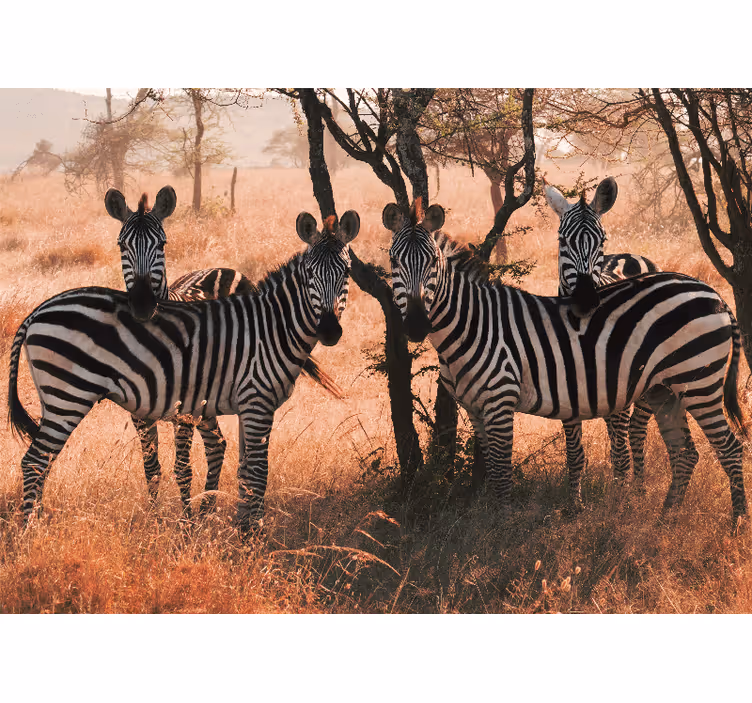 Zebras in nature fototapete z živalmi - TenStickers