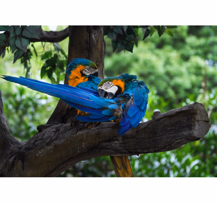 Colorful macaw pair fototapete z živalmi - TenStickers