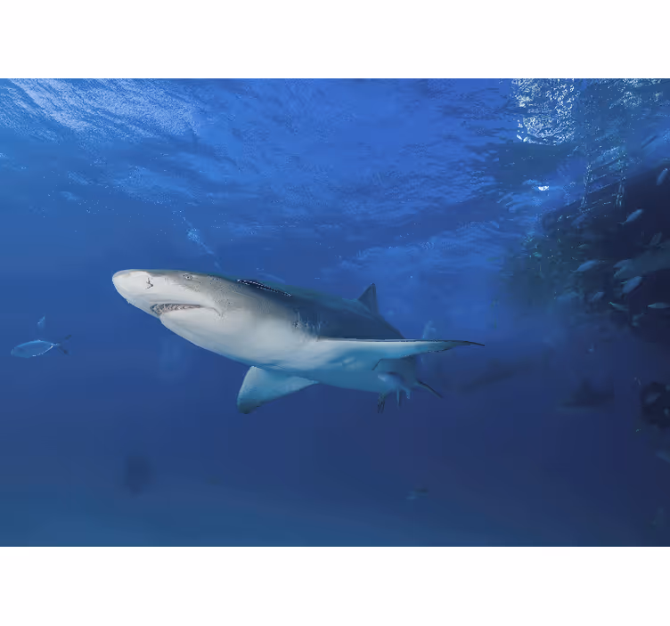 Majestic shark exploration fototapete z živalmi - TenStickers