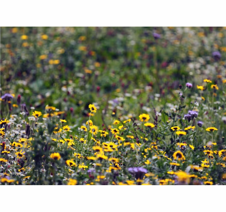 Sunny meadow blooms fototapete cvetje - TenStickers