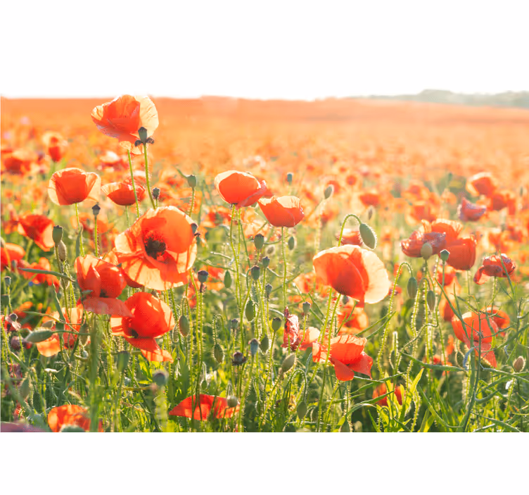 Sunlit poppy fields fototapeta z makovimi cvetovi - TenStickers
