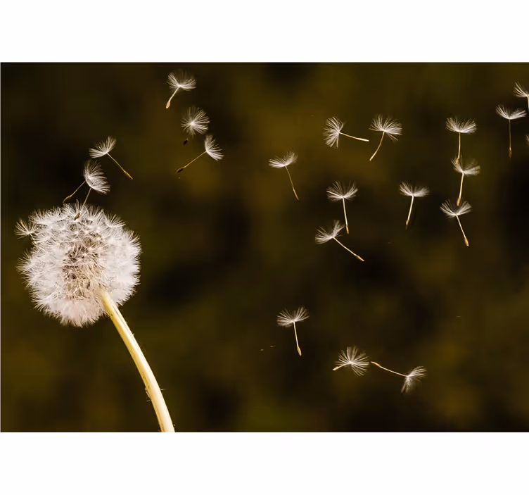 Floating seed puffs fototapeta z maskami - TenStickers