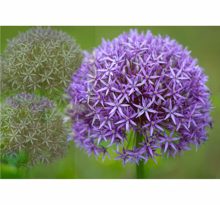 Purple floral arrangement fototapeta z makovimi cvetovi - TenStickers