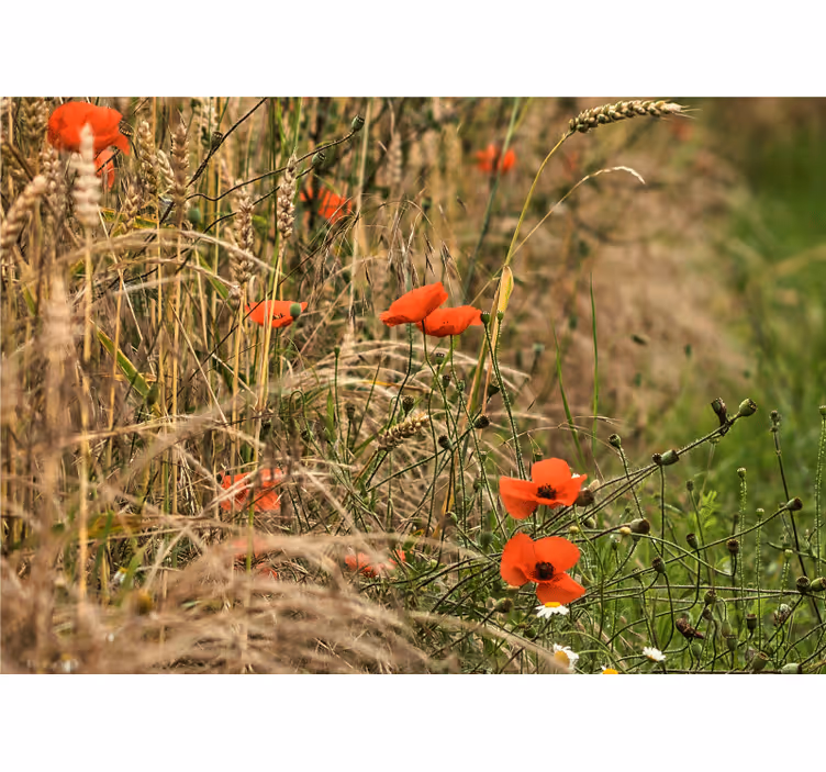 Poppy meadow serenity fototapeta z maki - TenStickers