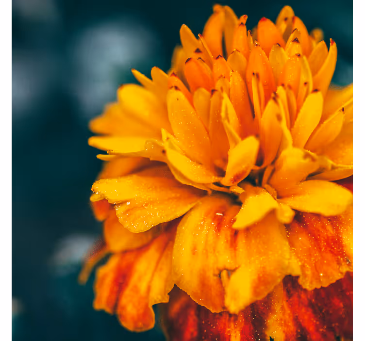 Orange flower closeup fototapete cvetje - TenStickers