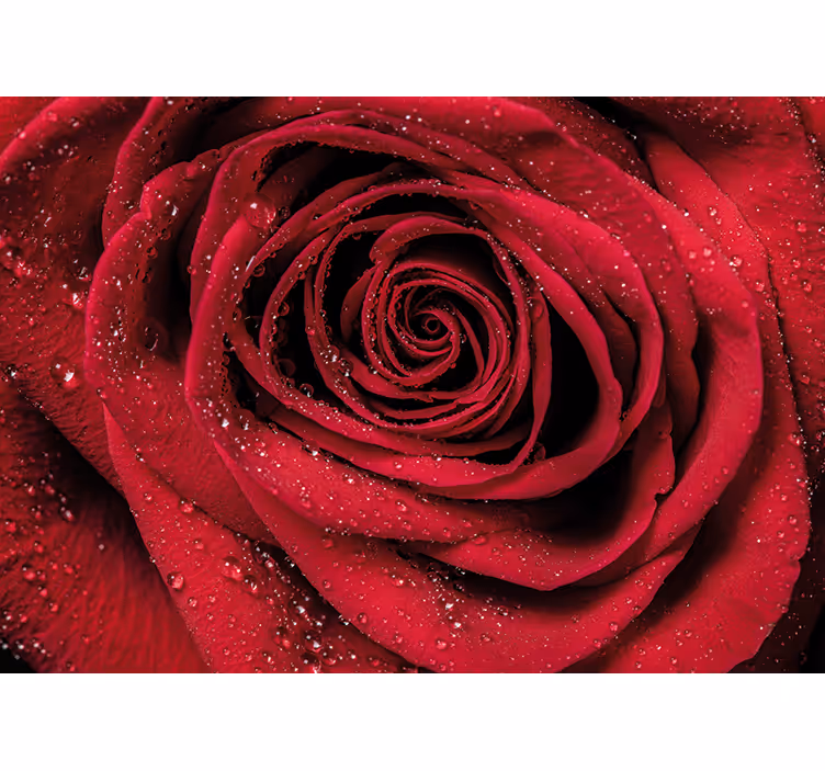 Rose with water droplets fototapete cvetje - TenStickers