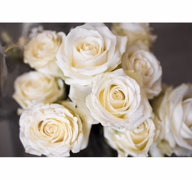 Elegant white roses fototapete za vaš dom - TenStickers