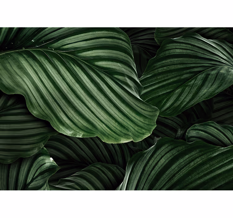 Lush greenery leaves fototapete narava - TenStickers