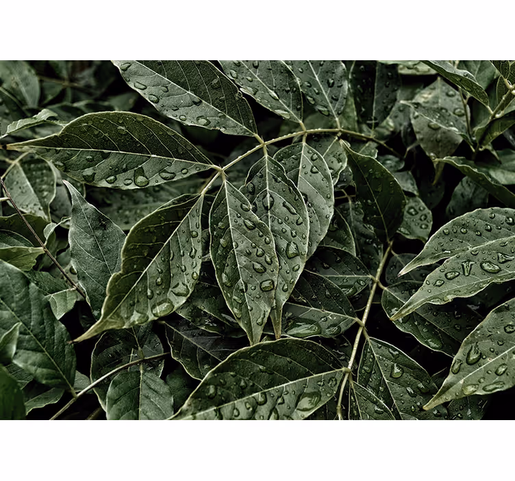 Vibrant foliage surface fototapete narava - TenStickers