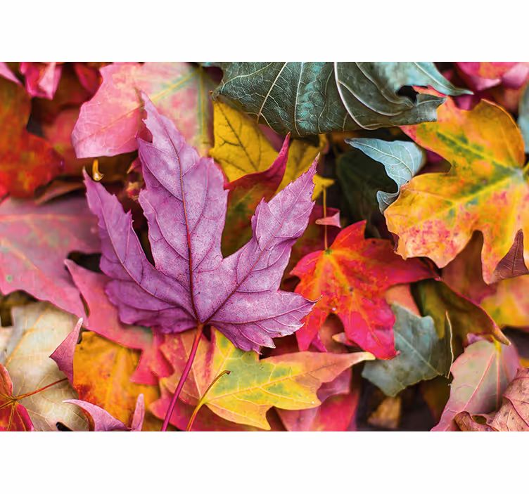 Colorful leaf patterns fototapete cvetje - TenStickers