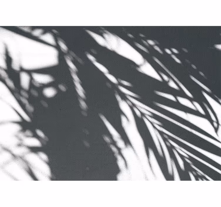 Shadowy palm patterns fototapete narava - TenStickers