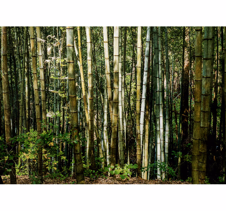 Bamboo grove landscape fototapeta s bambusom - TenStickers