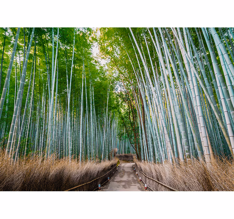 Bamboo forest path fototapeta s bambusom - TenStickers
