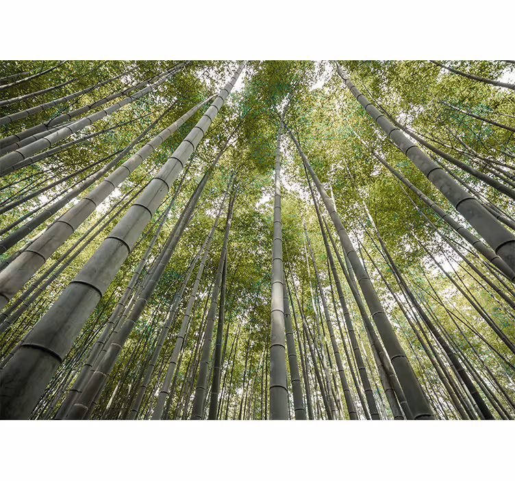 Tall bamboo forest fototapeta s bambusom - TenStickers