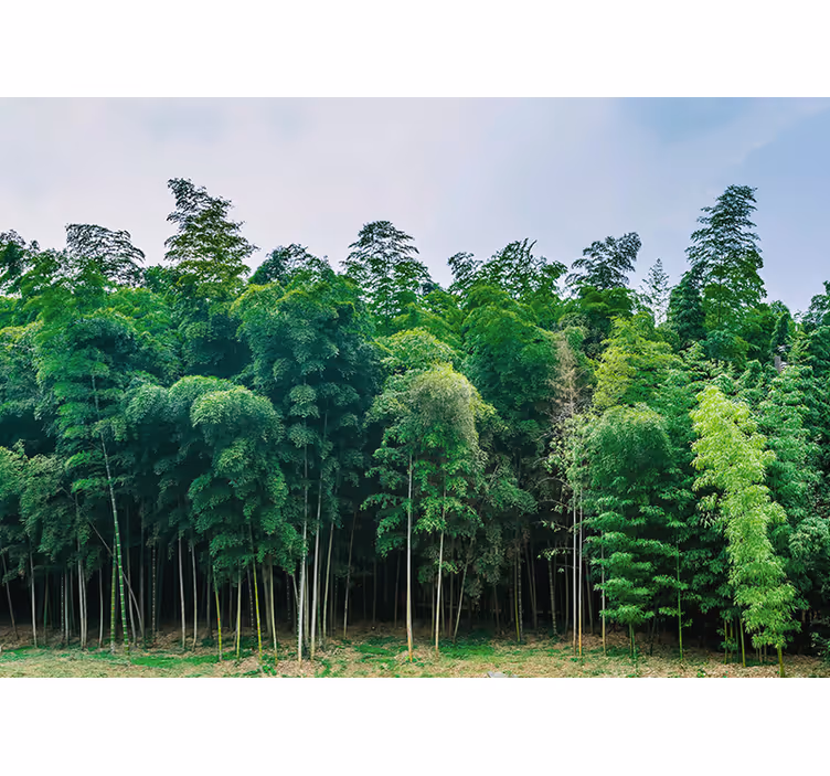 Bamboo forest scenery fototapete narava - TenStickers