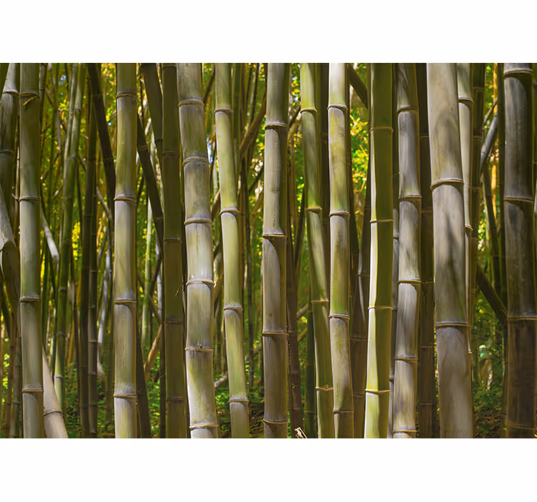 Serene bamboo grove fototapeta s bambusom - TenStickers