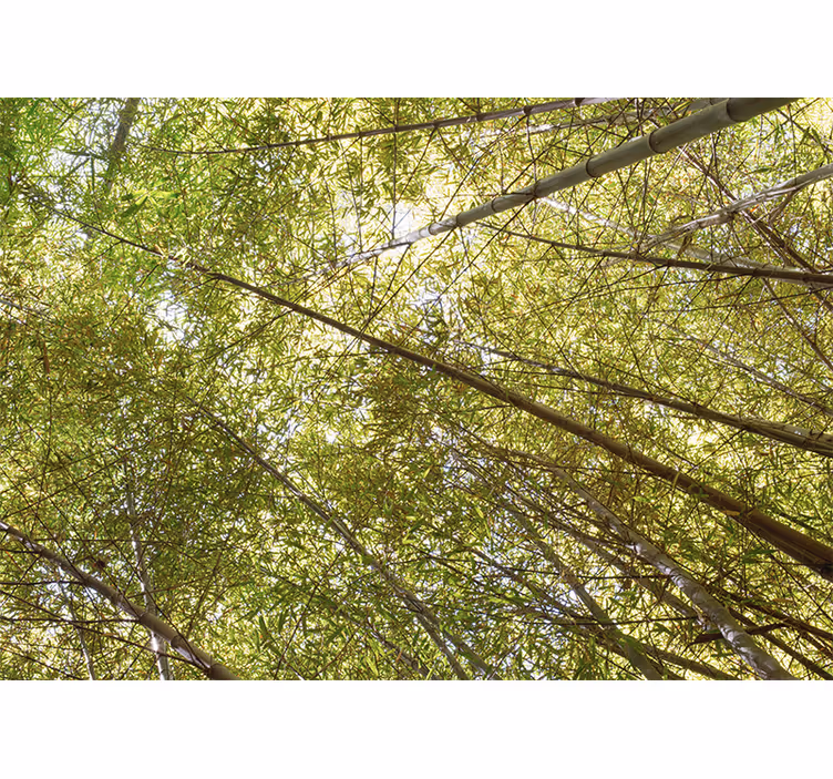 Bamboo canopy view fototapeta s bambusom - TenStickers