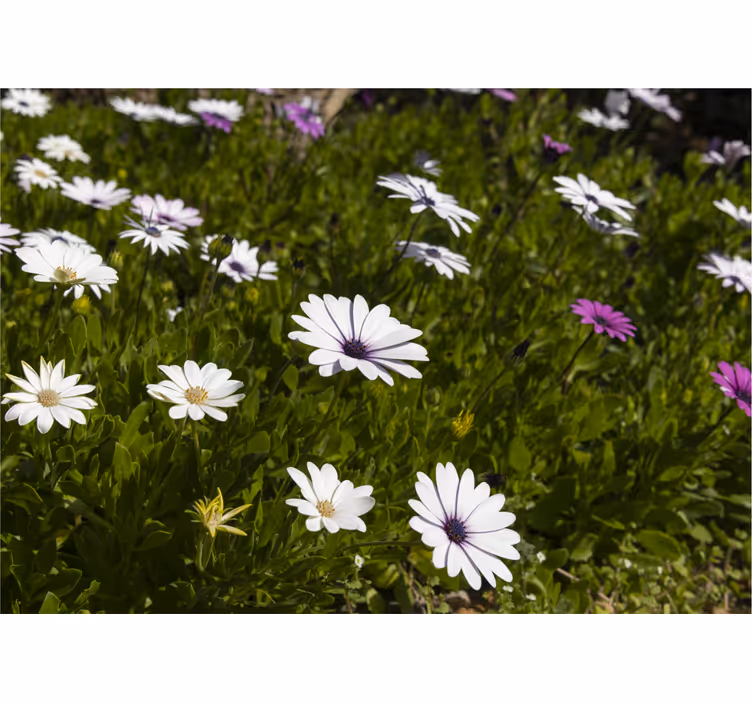 Daisies and greens fototapete cvetje - TenStickers