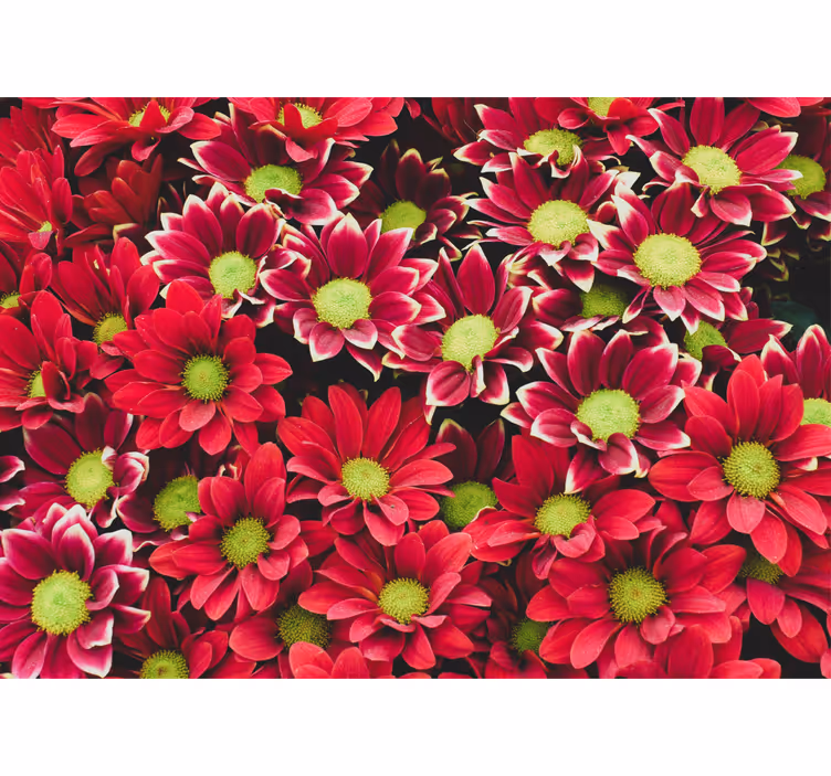 Crimson blossom composition fototapete cvetje - TenStickers