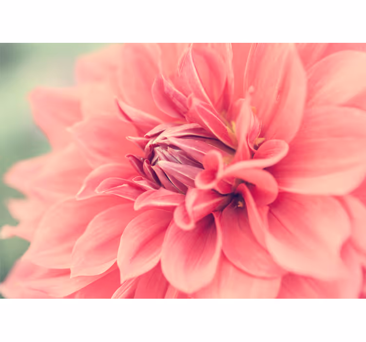 Vibrant pink blossom fototapete cvetje - TenStickers