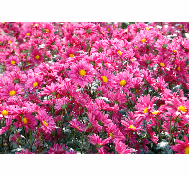 Pink floral explosion fototapete cvetje - TenStickers