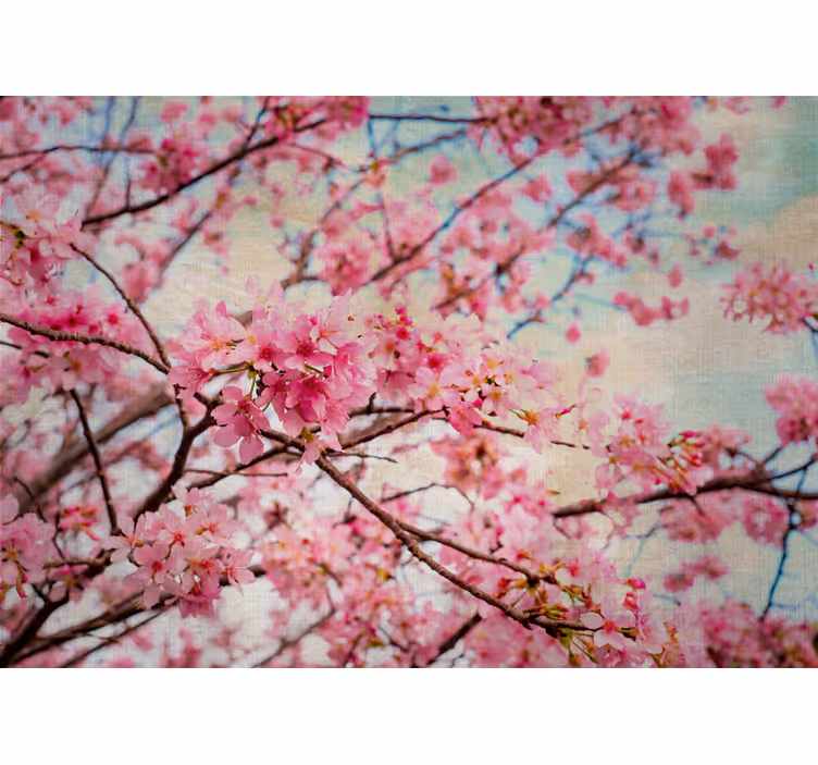 Sakura branches fototapete cvetje - TenStickers