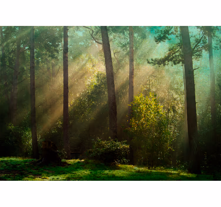Enchanting forest scene fototapeta gozd - TenStickers