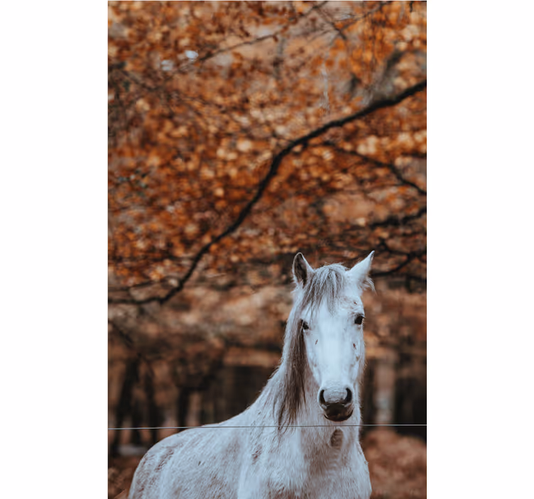 Veličastni beli konj Fototapete z živalmi - TenStickers